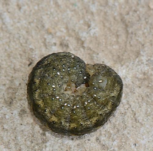 Réf. 281 810 : Trigonophora flammea